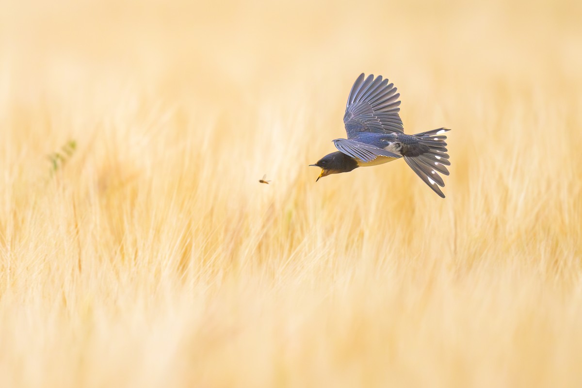 Barn Swallow - ML592913371