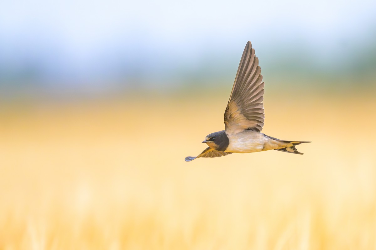 Barn Swallow - ML592913381