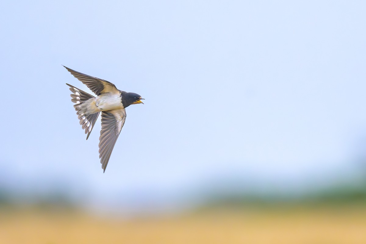 Barn Swallow - ML592913391