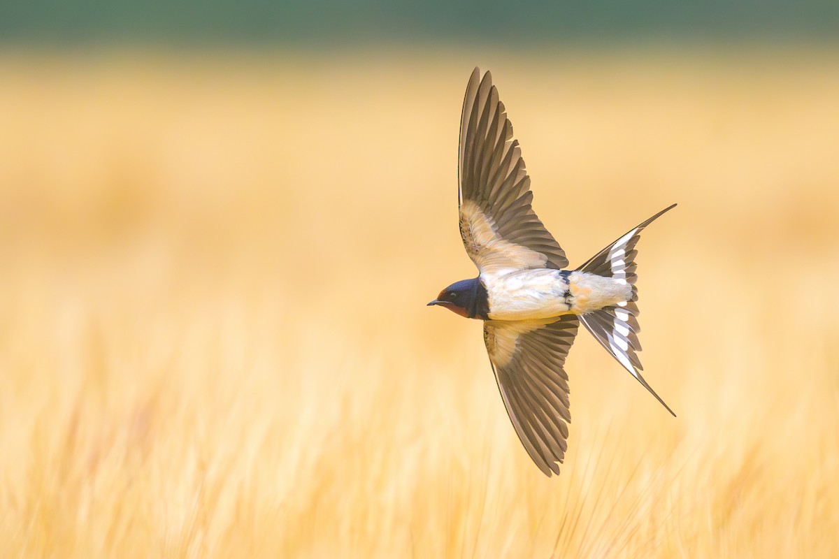 Barn Swallow - ML592913411