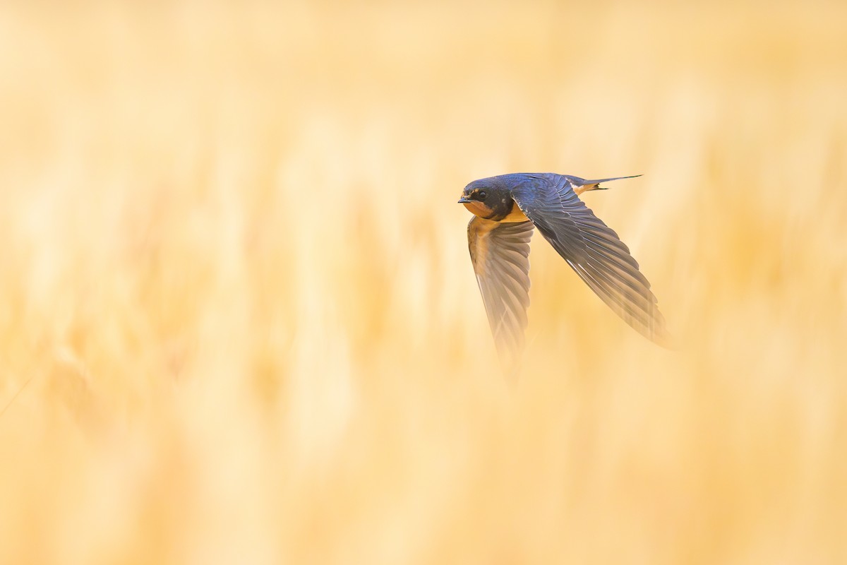 Barn Swallow - ML592913421