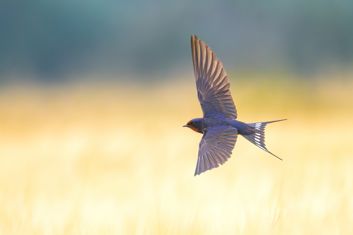 Barn Swallow - ML592913431