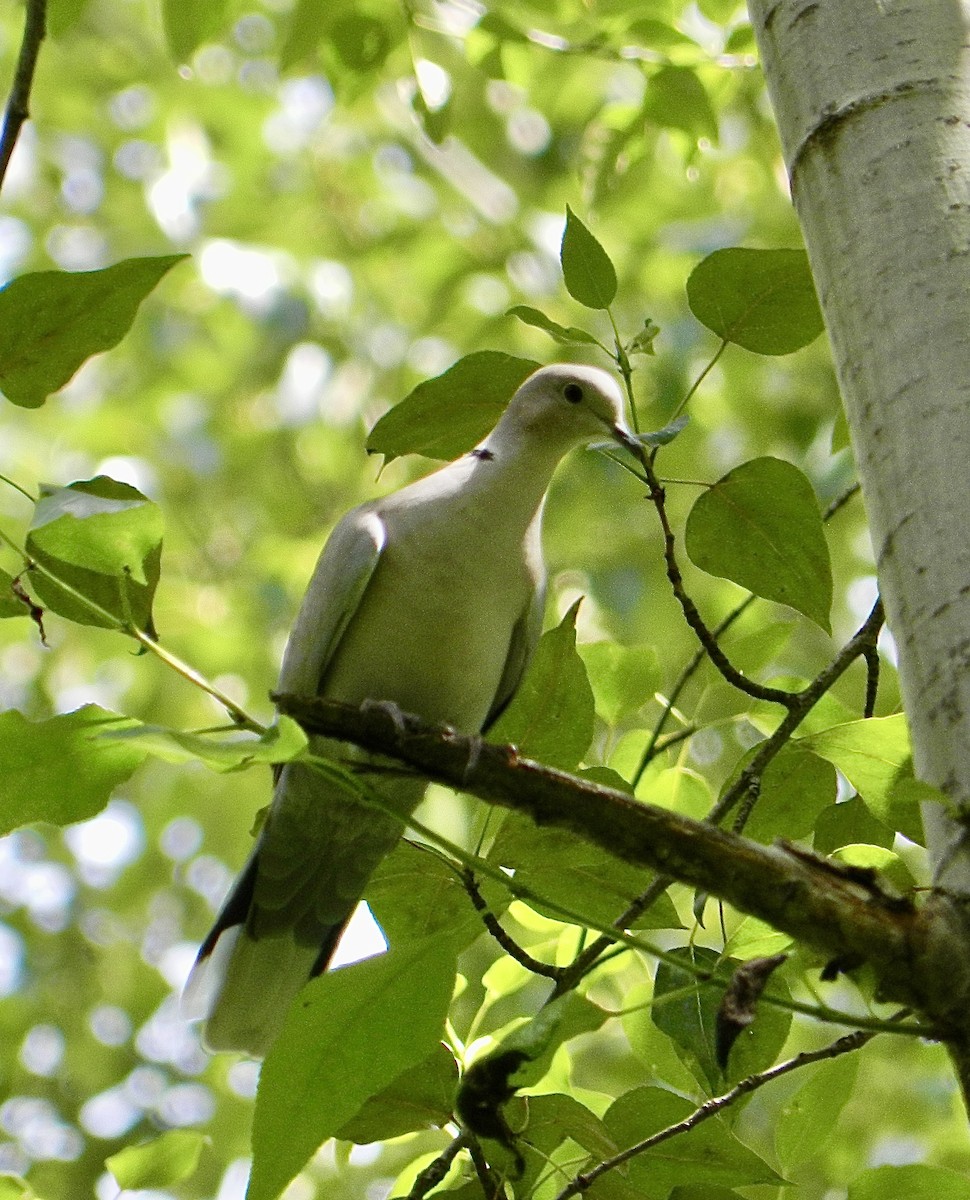 Eurasian Collared-Dove - Brian Benoit