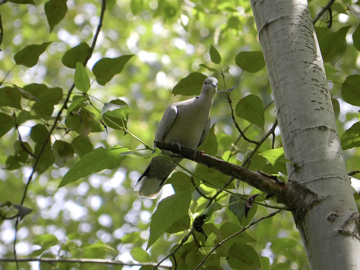 Eurasian Collared-Dove - ML592914011