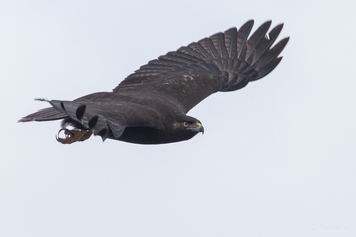 Rufous-tailed Hawk - Sebastián Saiter Villagrán