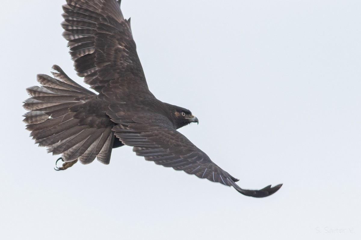 Rufous-tailed Hawk - ML592914311