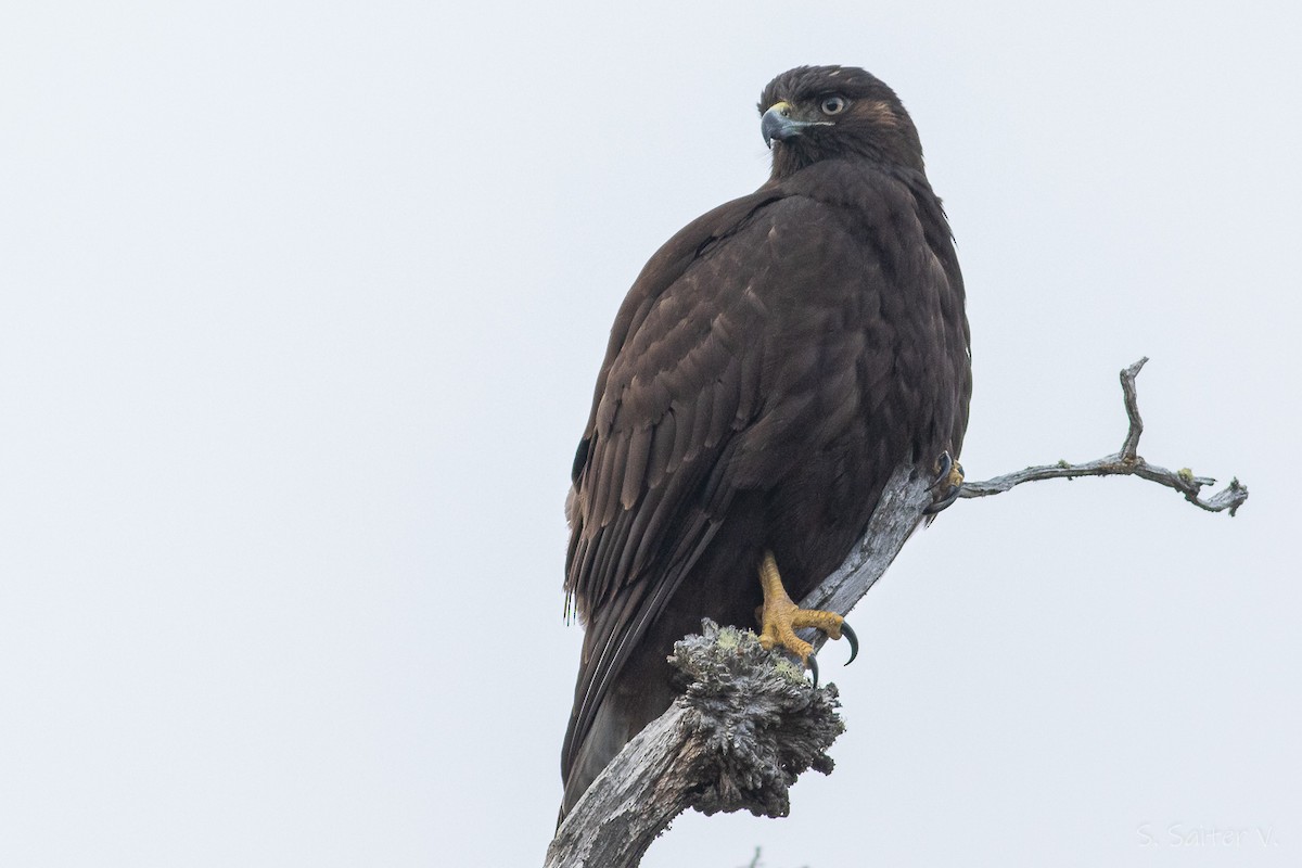 Rufous-tailed Hawk - ML592914331