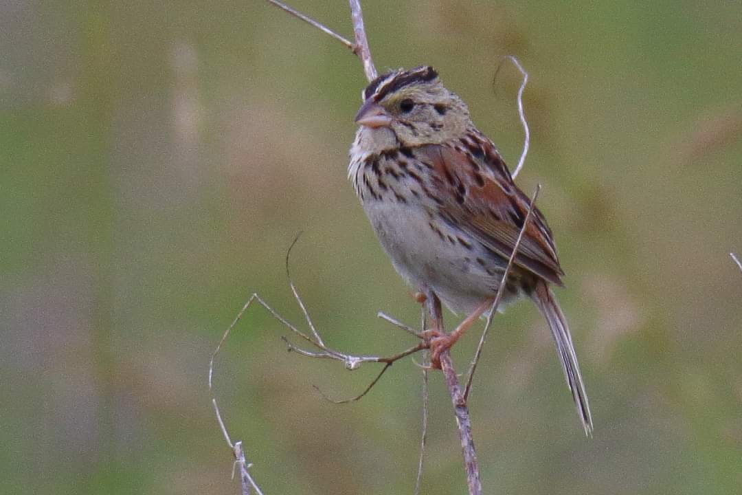 Henslow's Sparrow - ML592915941