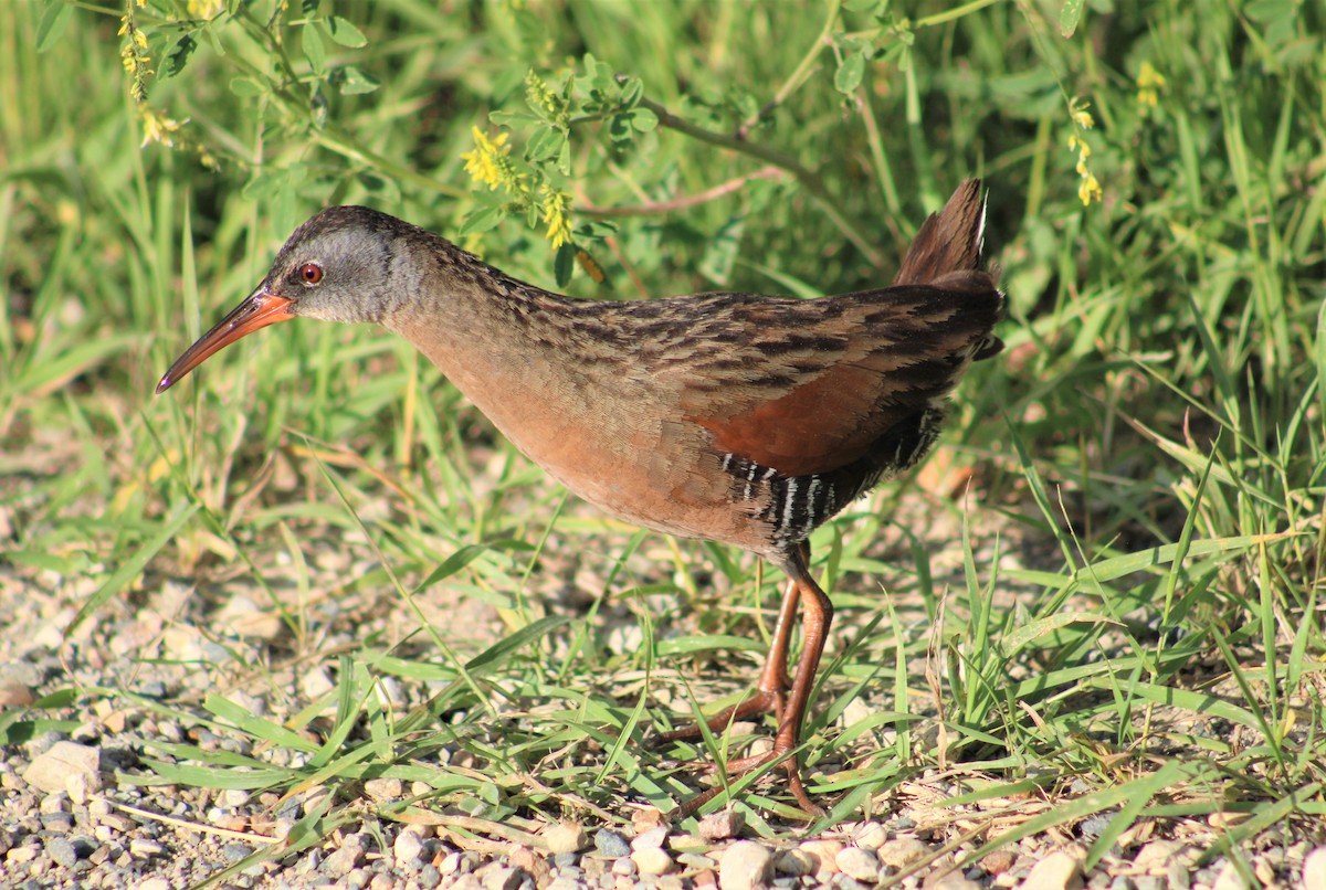 Virginia Rail - ML592917481