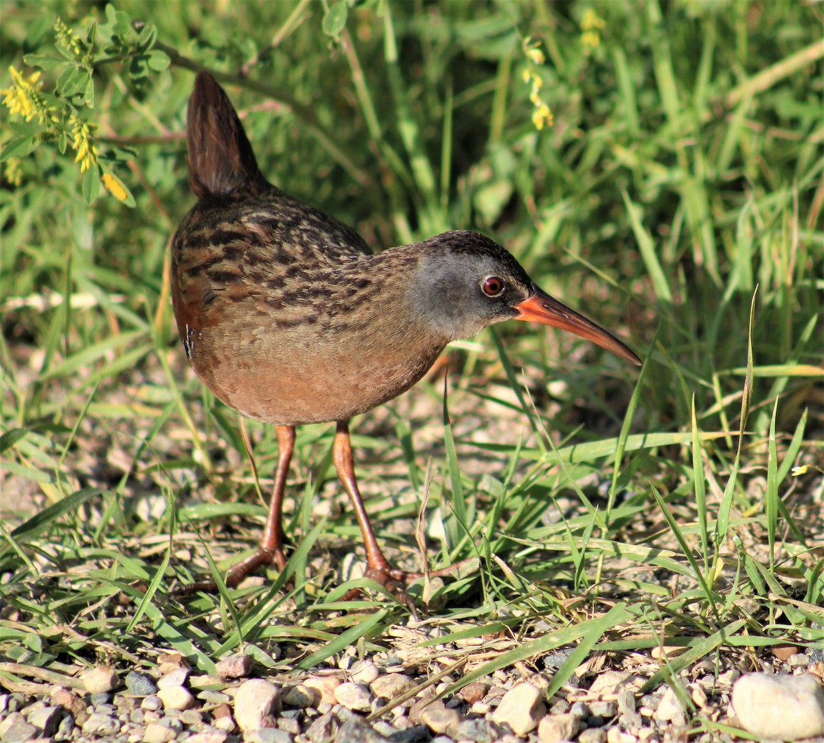 Virginia Rail - ML592917581