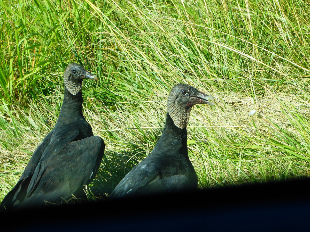 Black Vulture - ML592917981