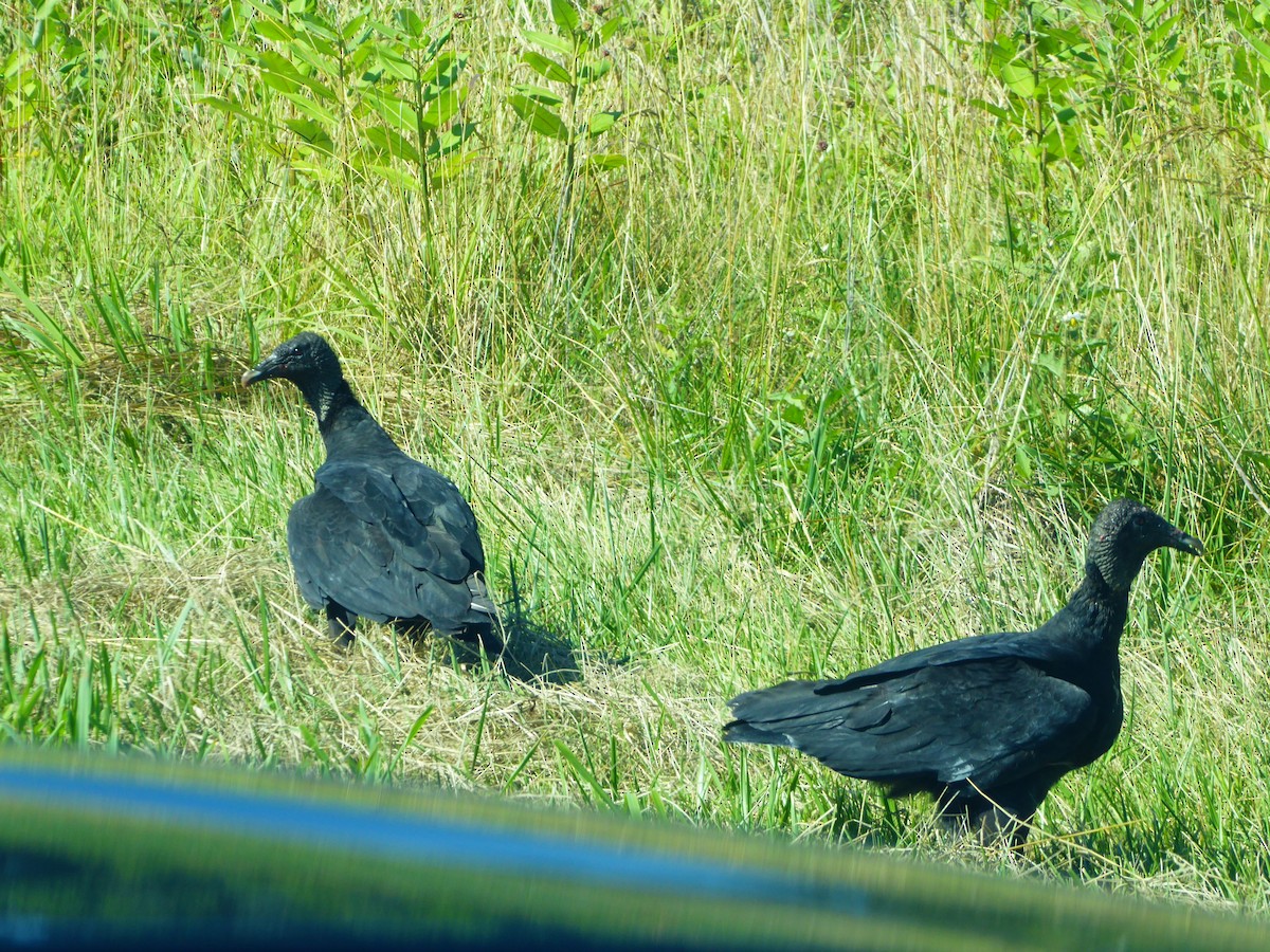 Black Vulture - ML592918021