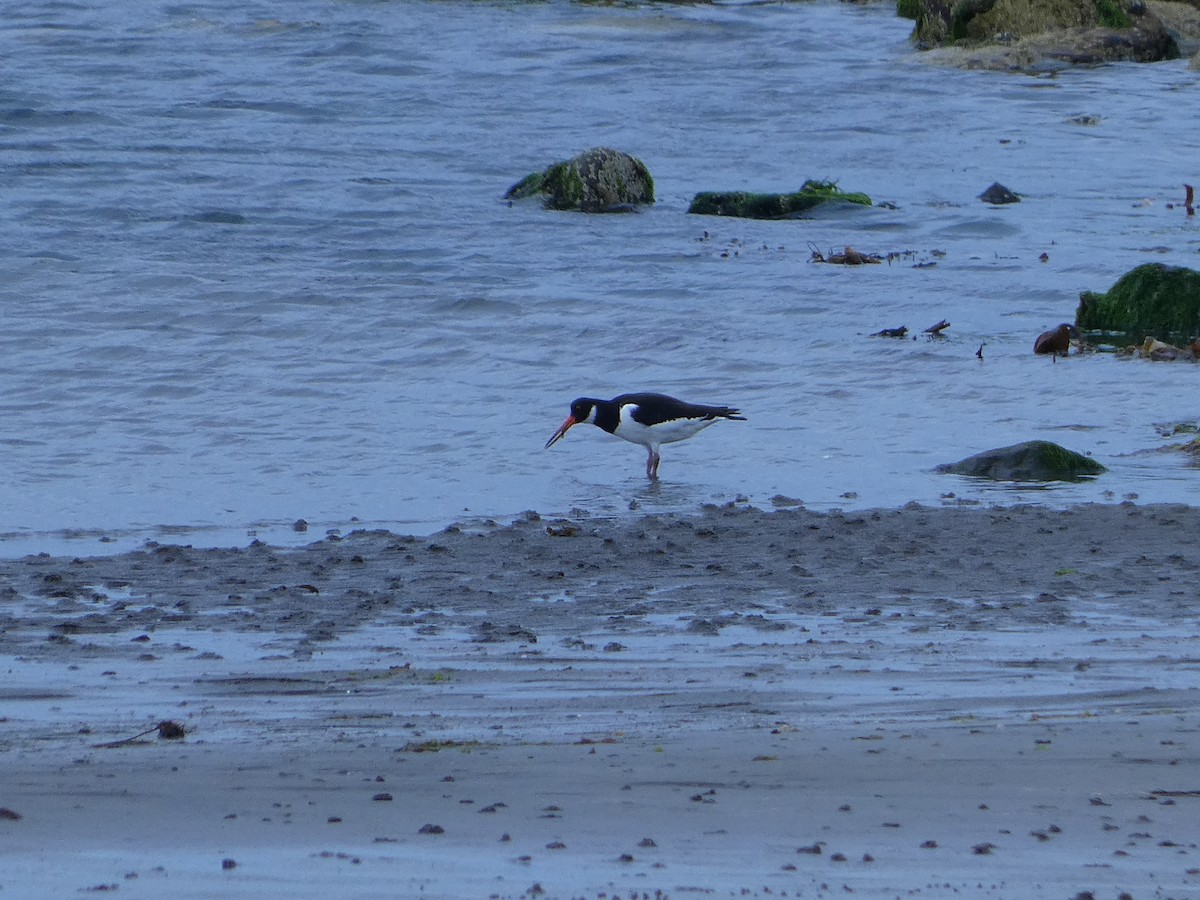 Eurasian Oystercatcher - ML592920111