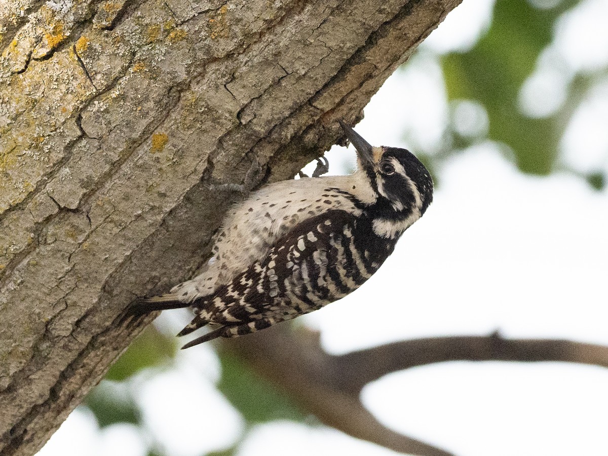 Nuttall's Woodpecker - ML592920561