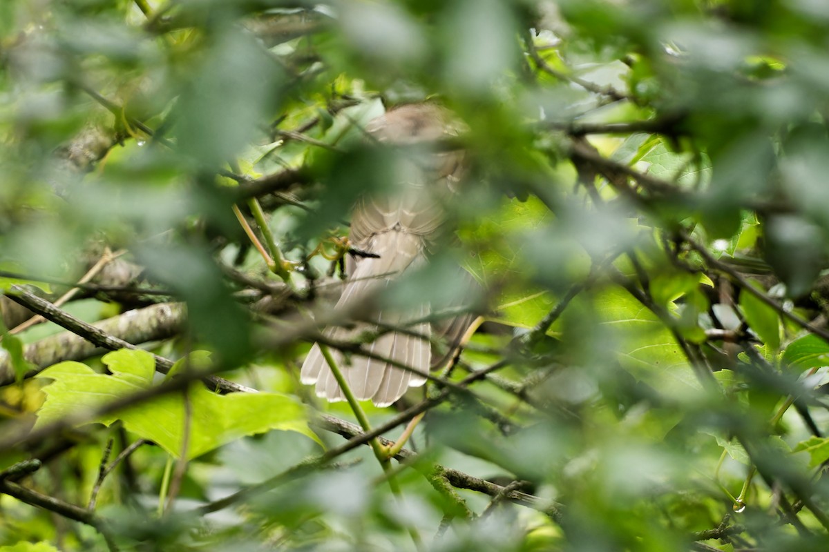 Black-billed Cuckoo - ML592921881