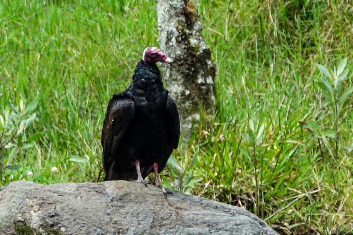 Urubu à tête rouge - ML592922191