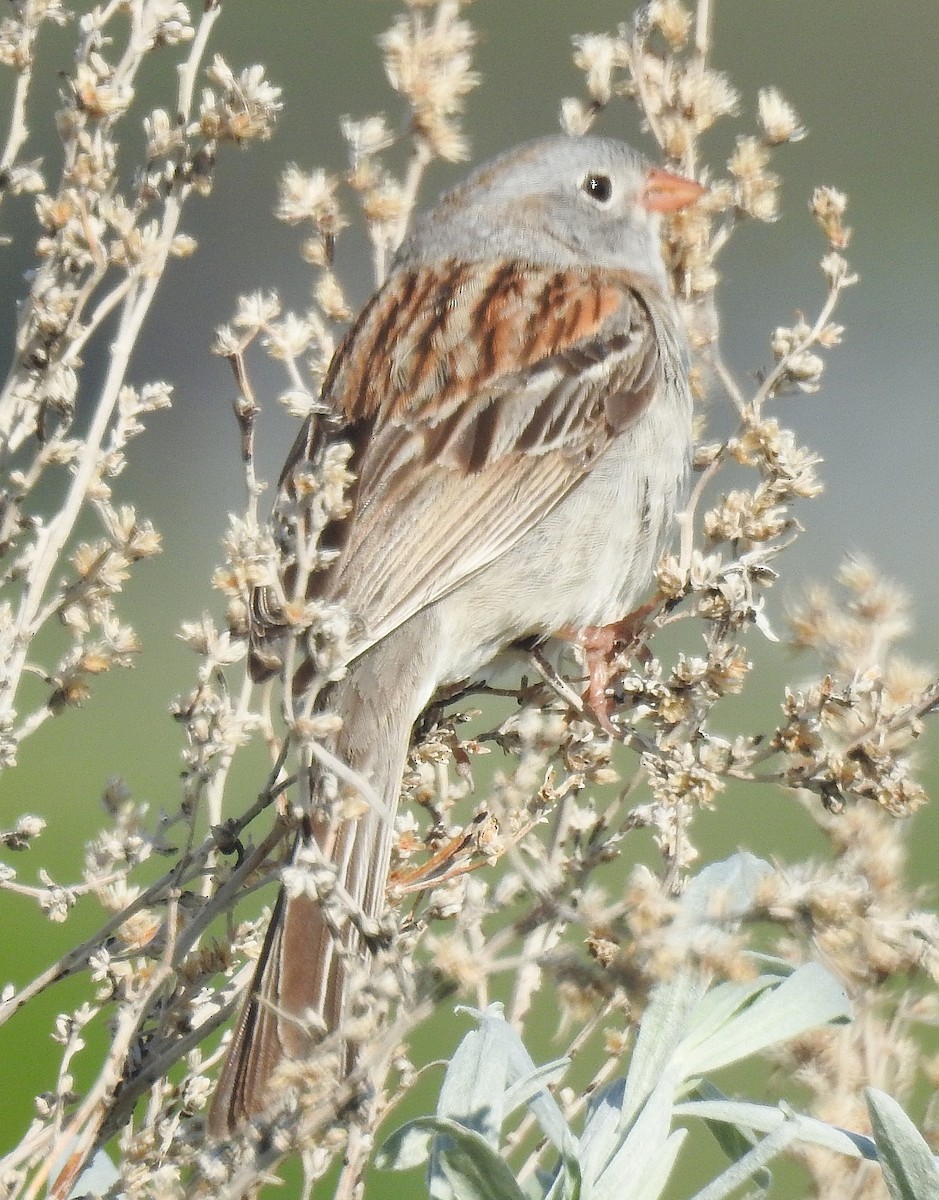 Field Sparrow - ML59292261