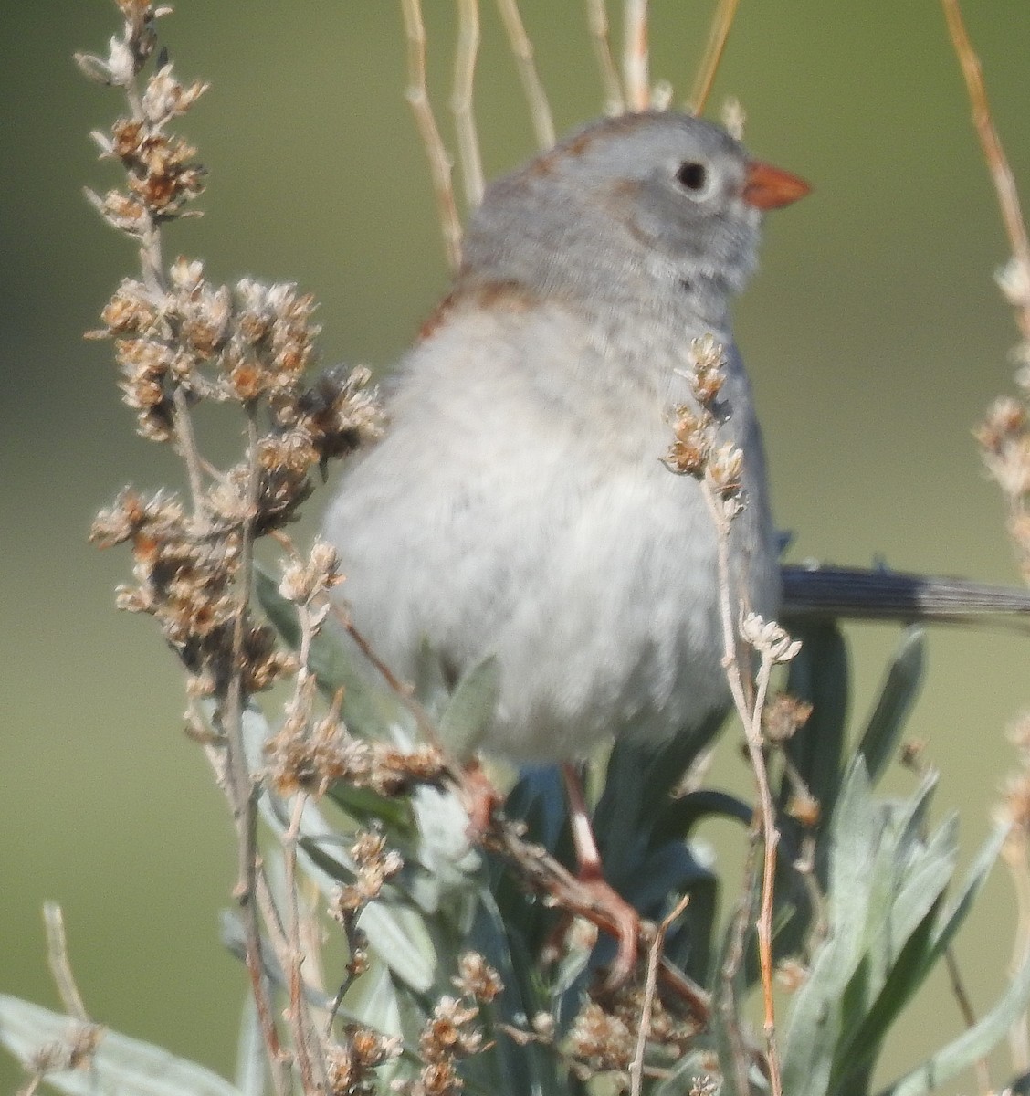 Field Sparrow - ML59292461