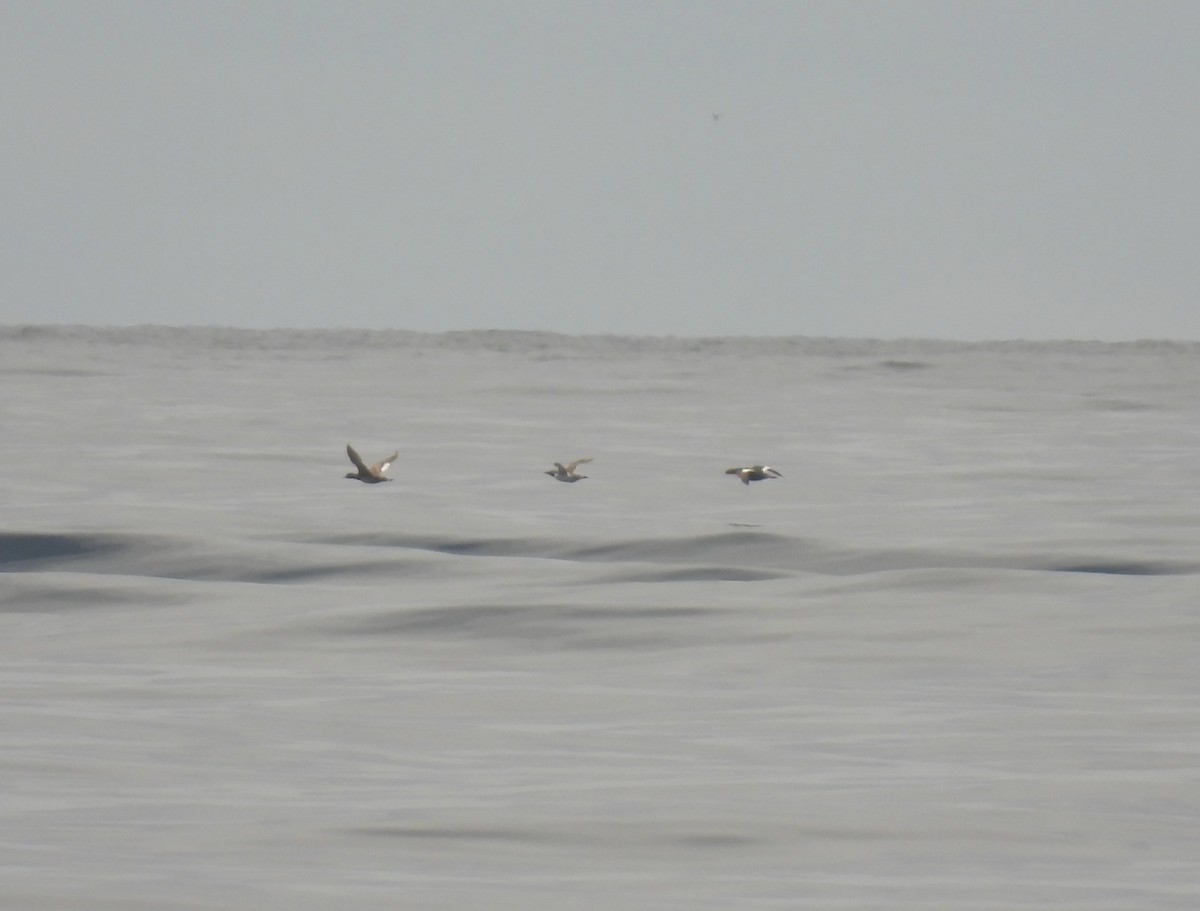 White-winged Scoter - ML592926041