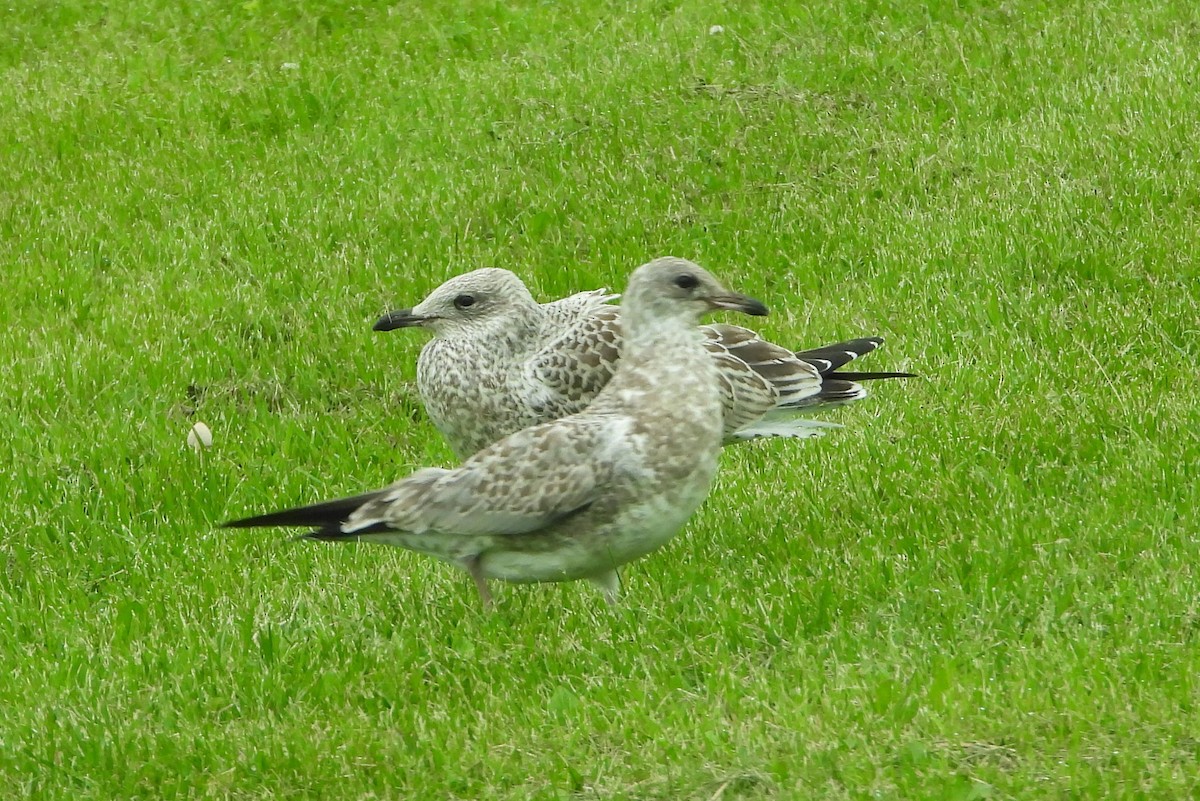 Ring-billed Gull - Daniel Coderre