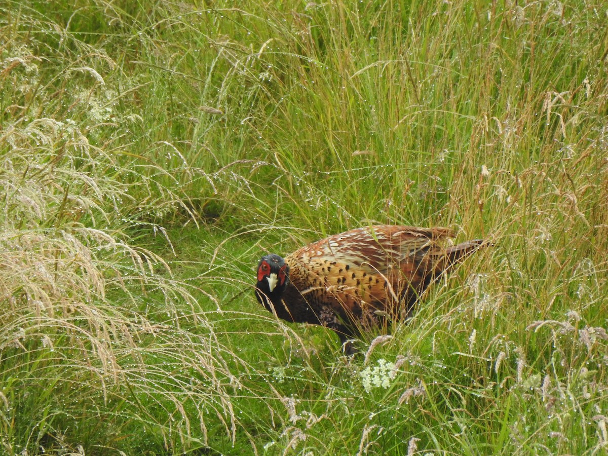Ring-necked Pheasant - ML592927921