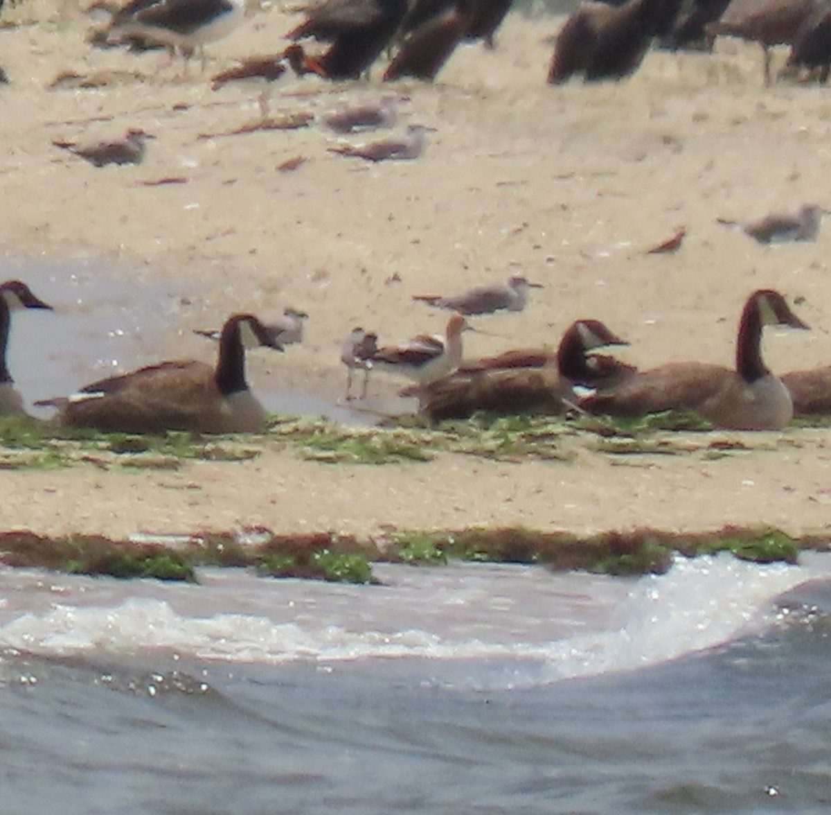 American Avocet - ML592928311