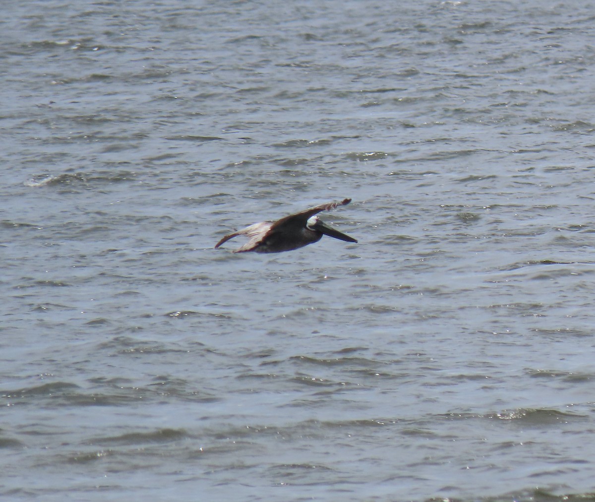 Brown Pelican - ML592928891