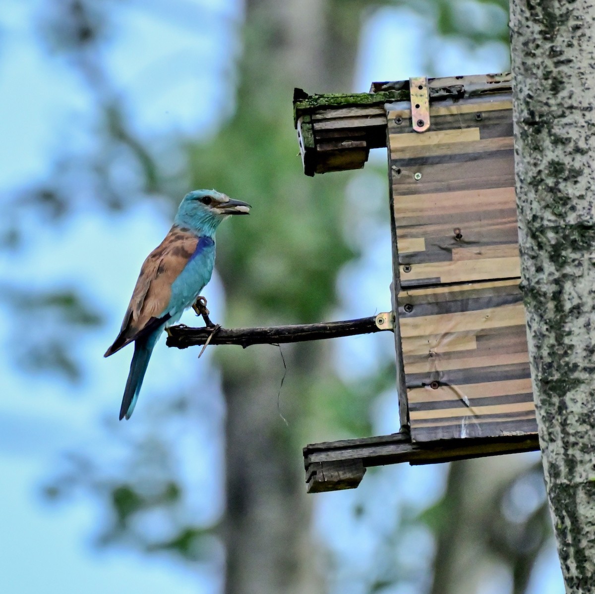 European Roller - ML592930121