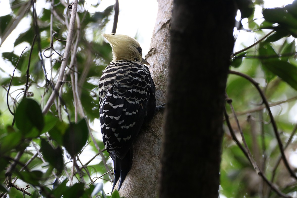 Blond-crested Woodpecker - ML592930561