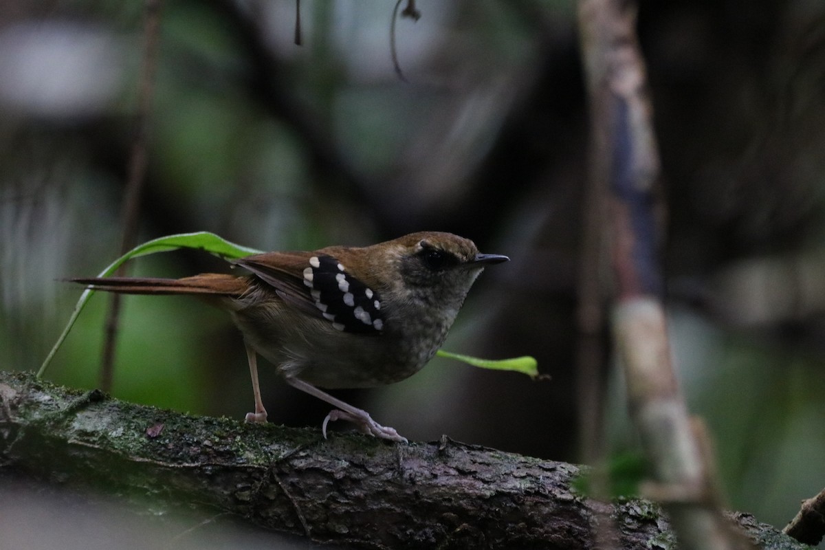 Squamate Antbird - ML592930621