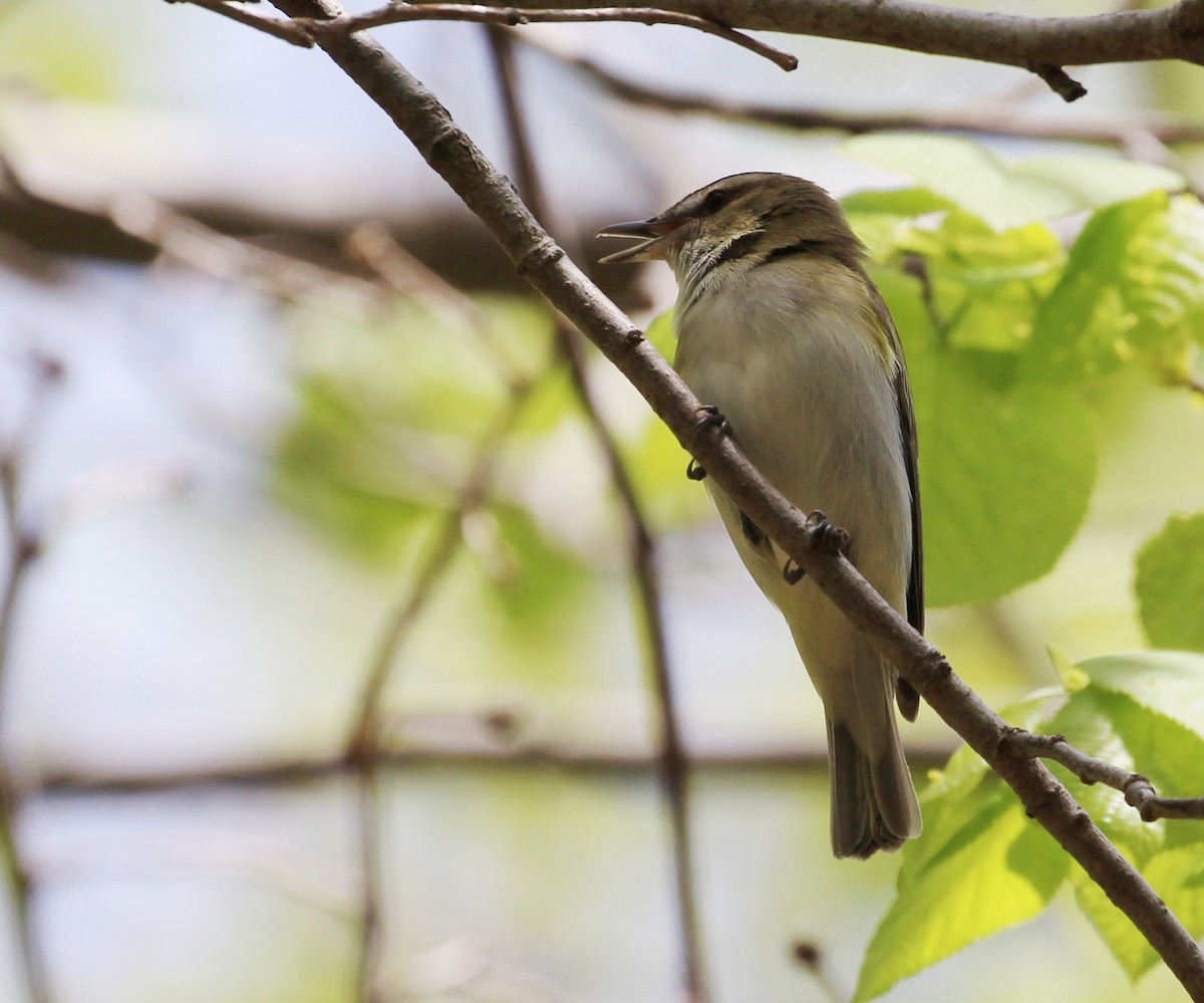 Red-eyed Vireo - Hélène Crête