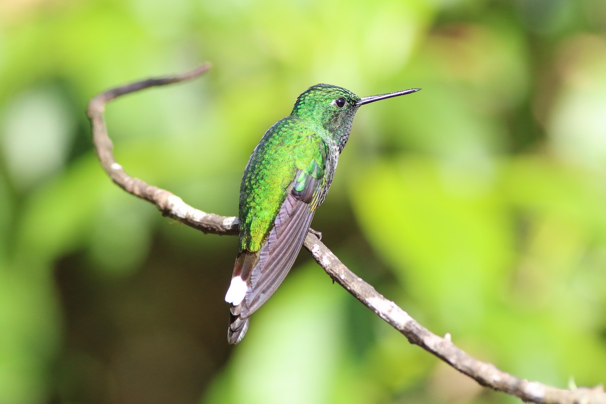 kolibřík rezavořitý - ML592930851