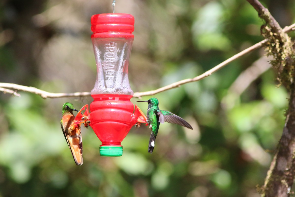 Красногузый колибри - ML592930861