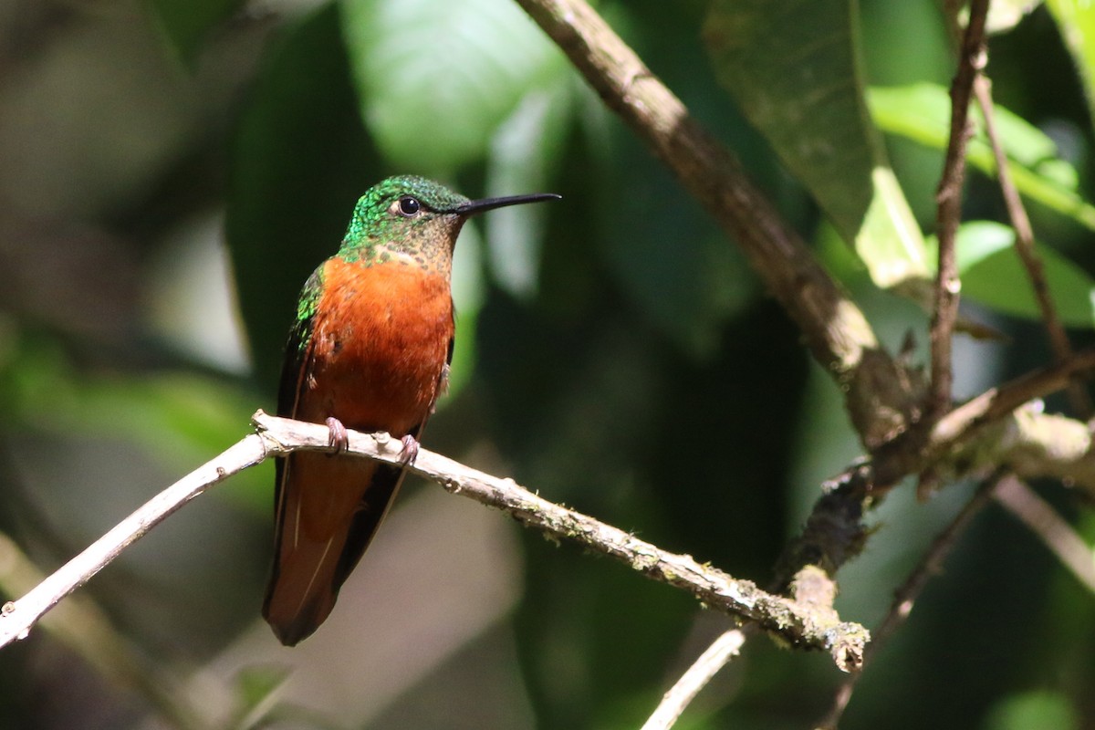 kolibřík peruánský - ML592930971