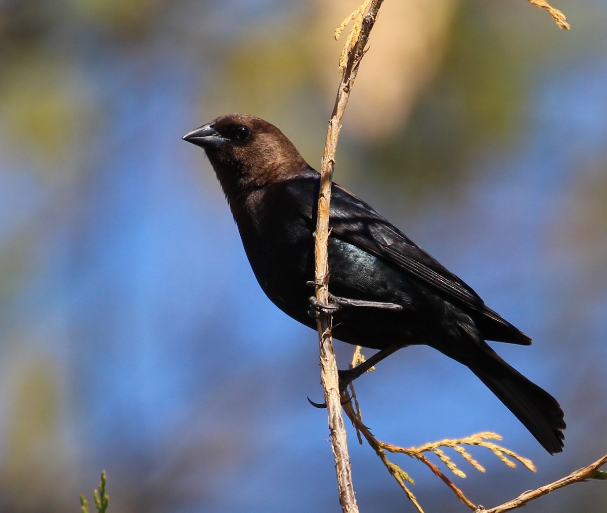 Brown-headed Cowbird - Hélène Crête