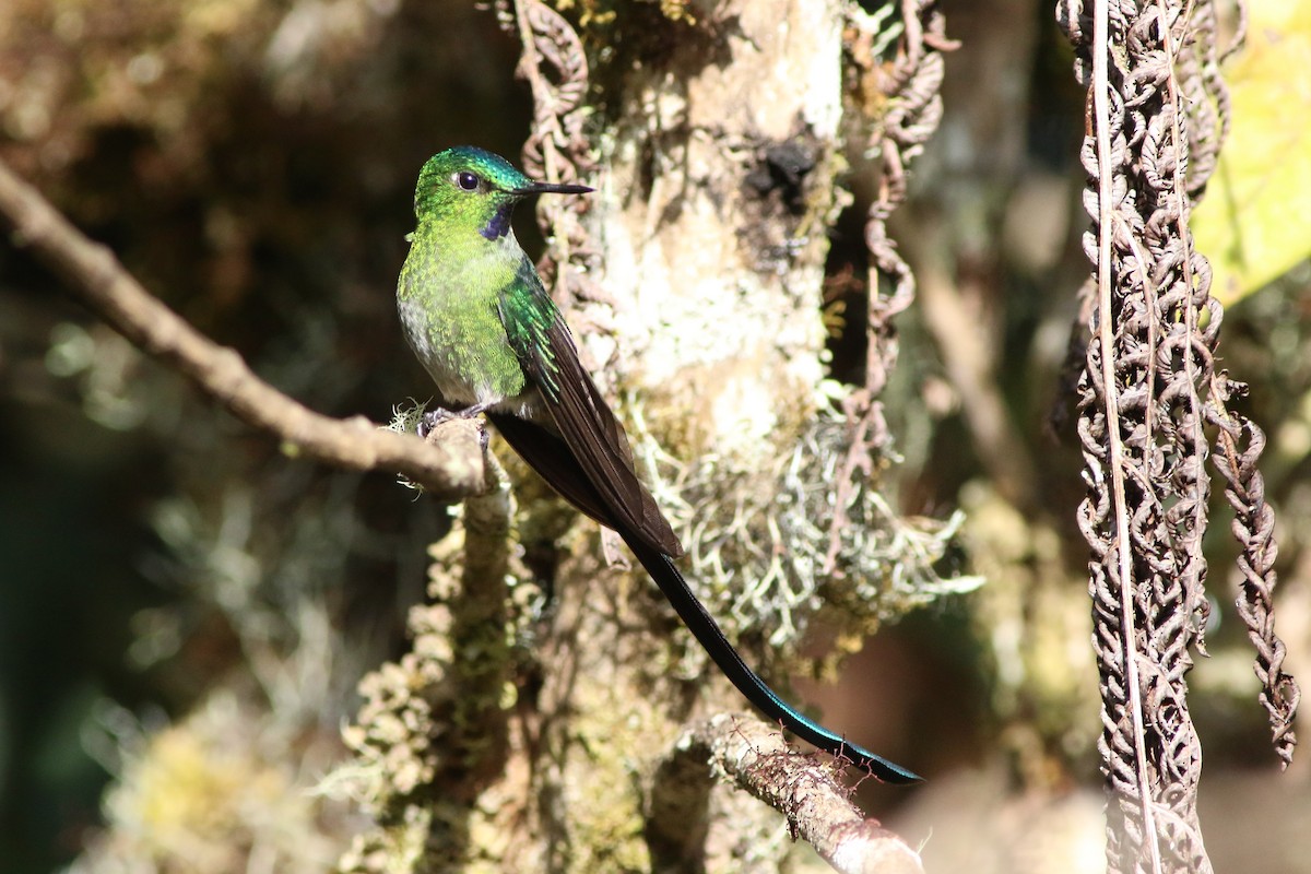 Long-tailed Sylph - ML592931731