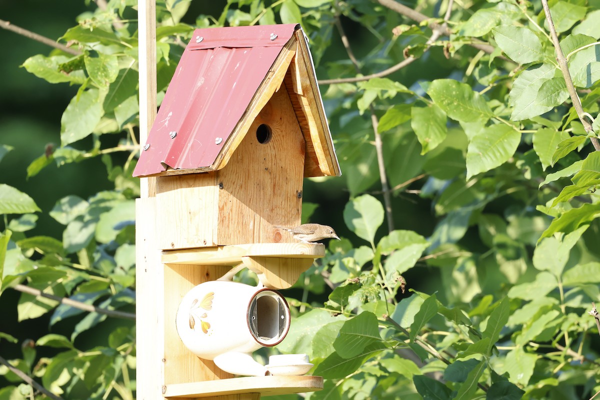 House Wren - Marie Provost