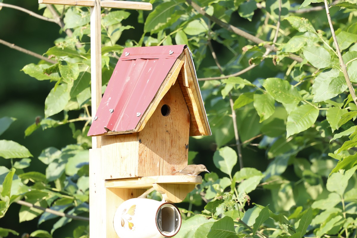 House Wren - Marie Provost