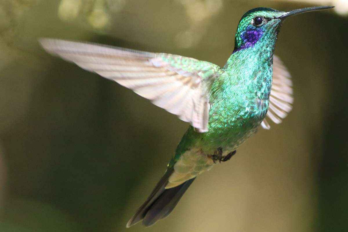 kolibřík modrouchý - ML592934141