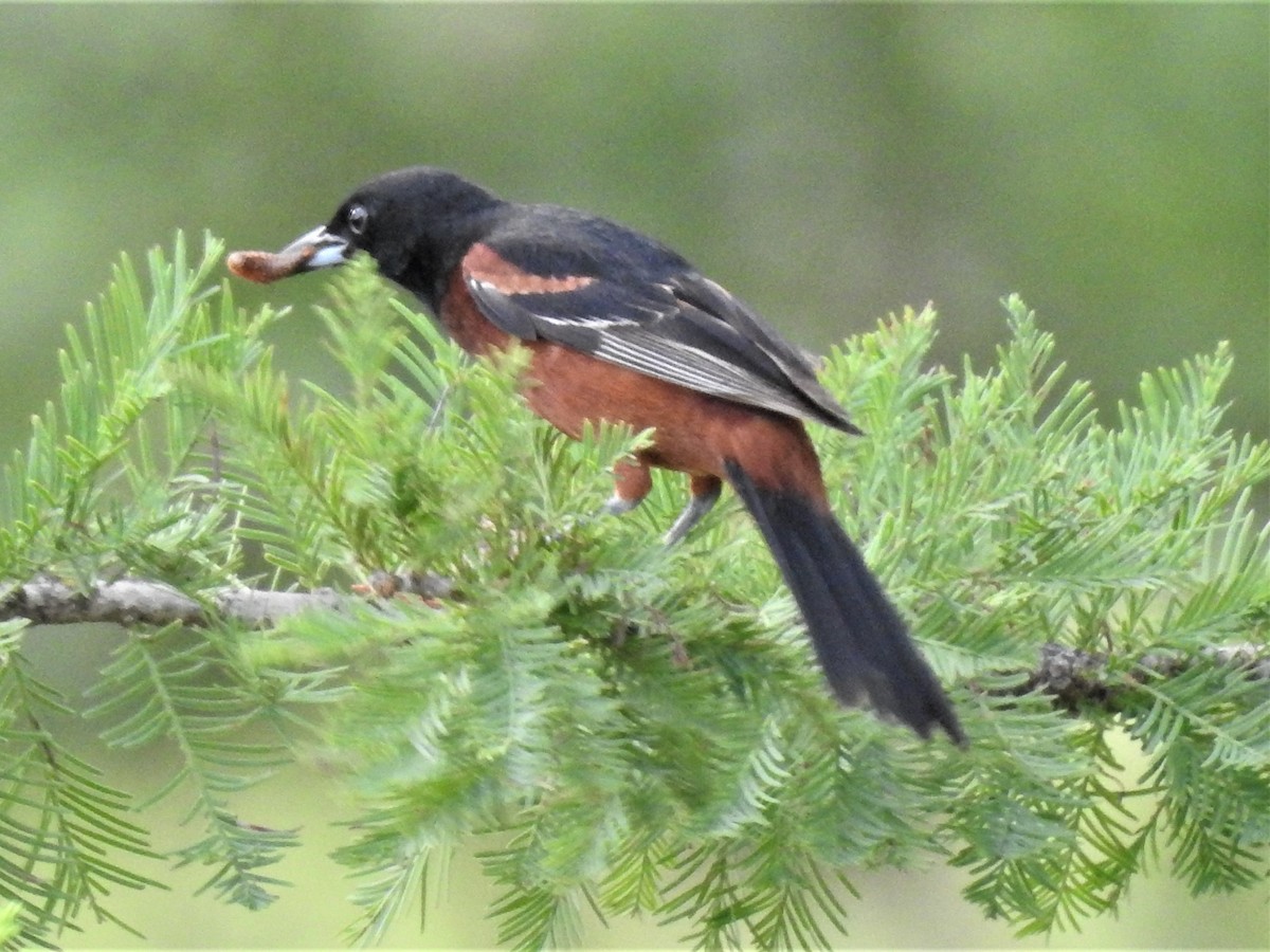 Orchard Oriole - ML592934631