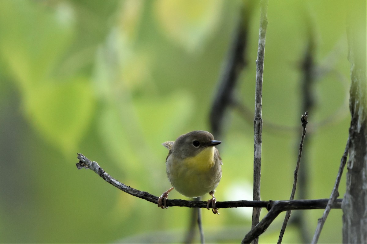 Common Yellowthroat - ML592935091