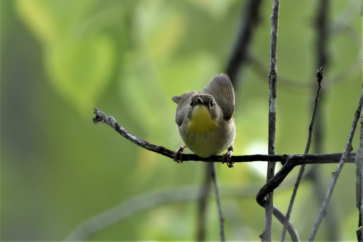 Common Yellowthroat - ML592935101