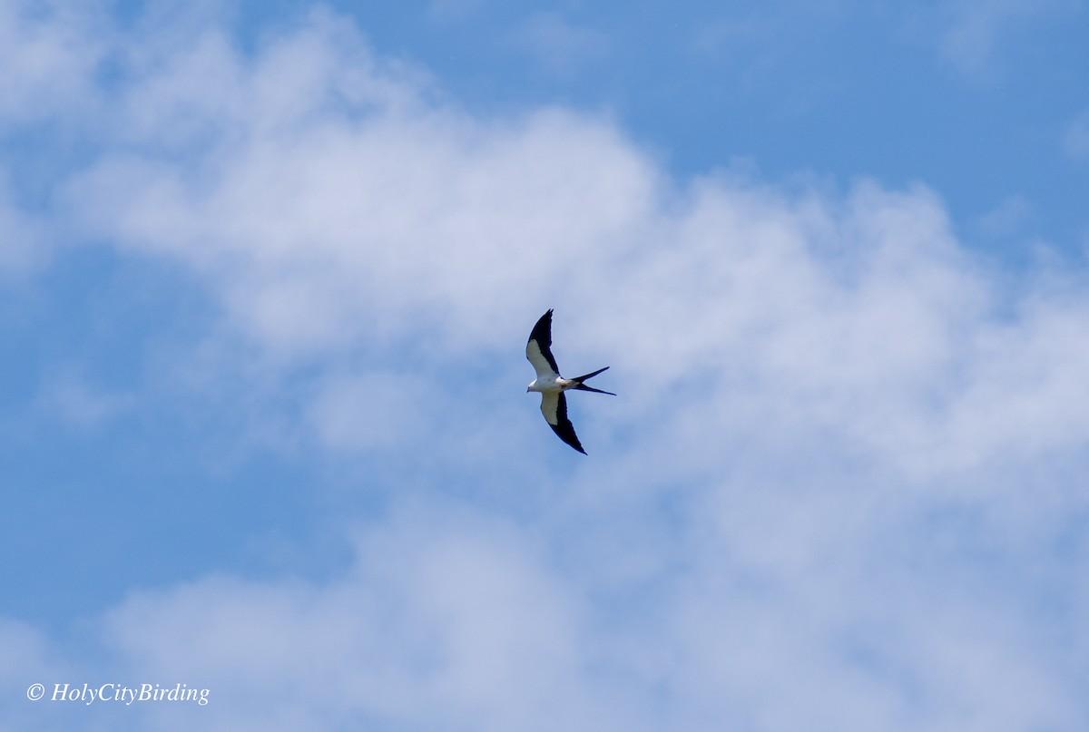 Swallow-tailed Kite - ML592938021