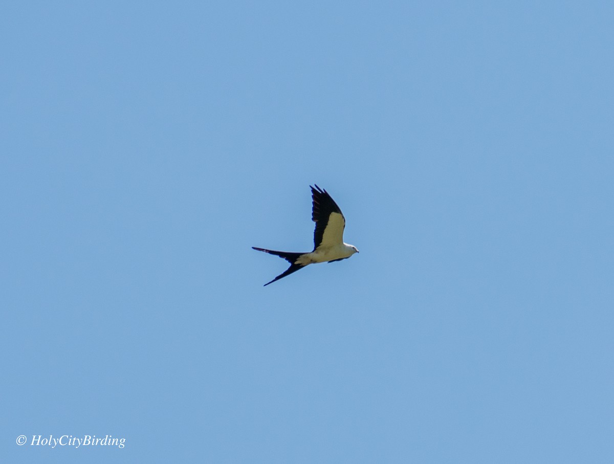 Swallow-tailed Kite - ML592938041