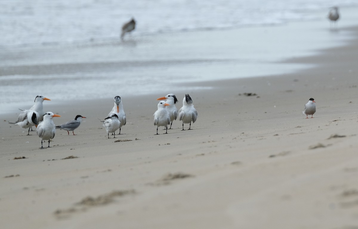 Common Tern - ML592939541