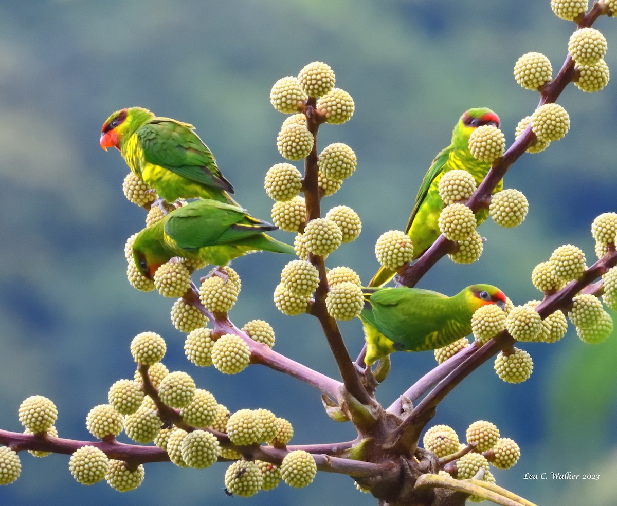 Mindanao Lorikeet - ML592939611