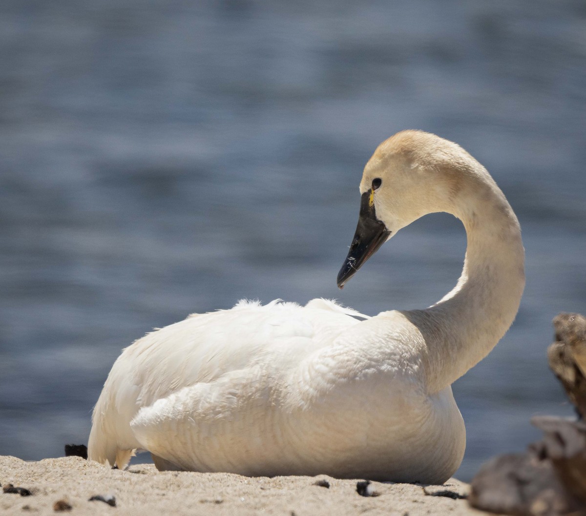 Tundra Swan - ML592940011