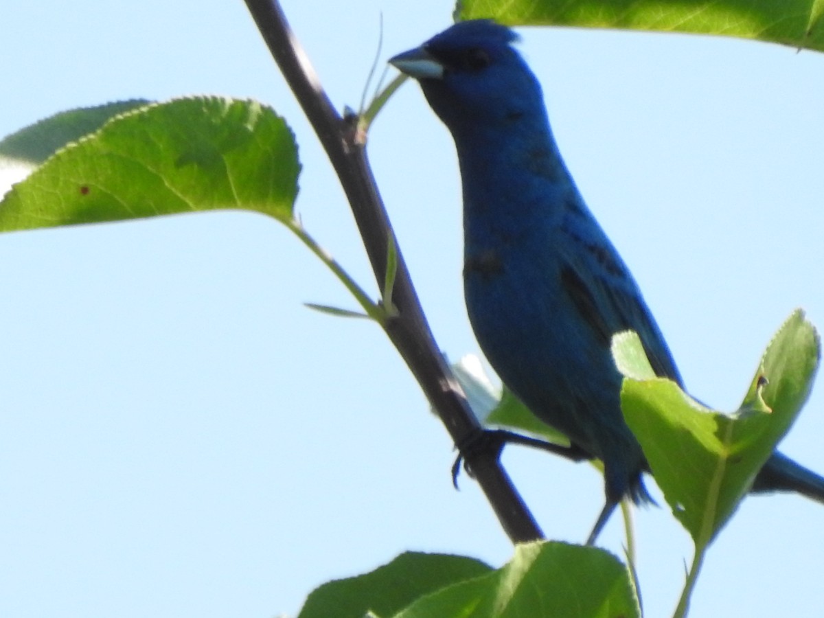 Indigo Bunting - ML592940781