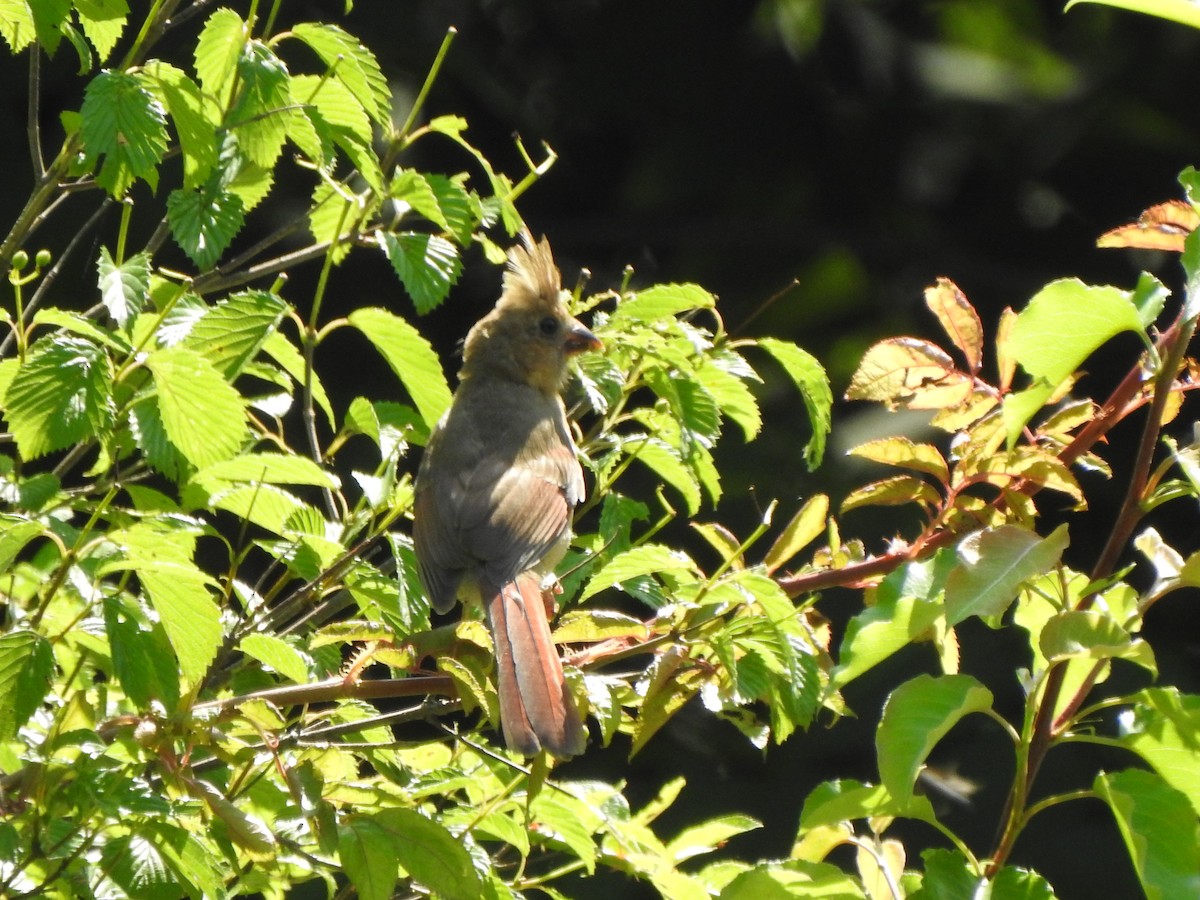 Northern Cardinal - ML592940811