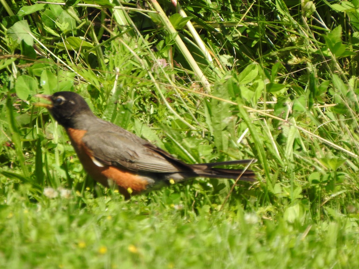 American Robin - Ron Marek